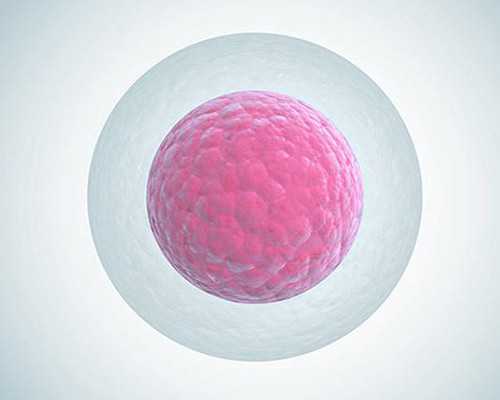 广州代孕孩子可以嘛|广州试管婴儿冻胚移植成功率大概多少?解冻会损伤囊胚吗