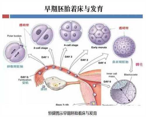 广州哪里有卵子库可以供卵_广州供卵生殖中心_输卵管堵塞常见的原因是什么
