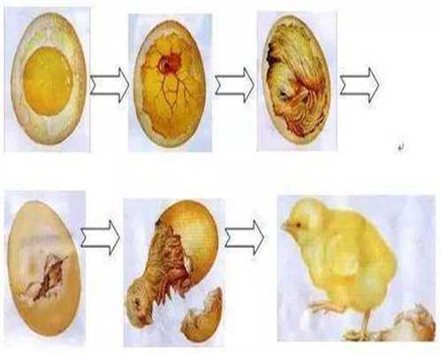 哪里有卵巢早衰供卵_供卵试管瓒 广州坤和_我可以吃胎儿心脏彩色多普勒超声吗