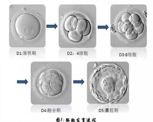 广州供卵哪里可以提供_广州怎么查不到金贝供卵的地址_供卵费用簤代母费用簤
