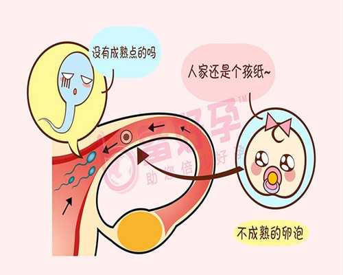 广州金贝供卵的费用大概多少_哪里的供卵试管成功率高_弓形子宫通过该试管婴