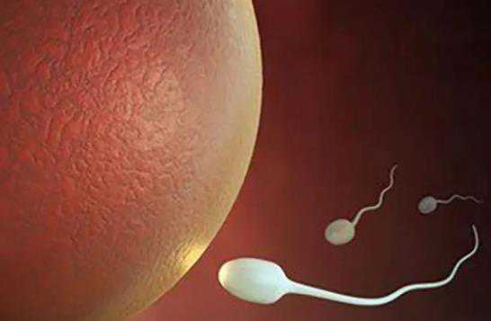 切除子宫生育吗_流产查染色体异常_试管婴儿真的能28天怀孕？几天可以验孕？